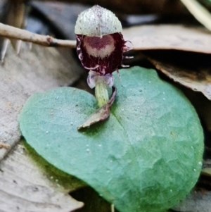 Corysanthes pruinosus at Callala Beach, NSW - 15 Jun 2022