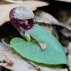 Corysanthes pruinosus at Callala Beach, NSW - 15 Jun 2022