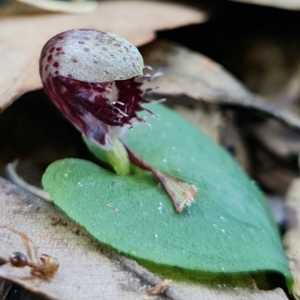 Corysanthes pruinosus at Callala Beach, NSW - suppressed