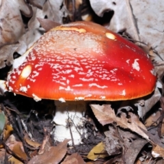 Amanita muscaria (Fly Agaric) at Acton, ACT - 19 Jun 2022 by TimL