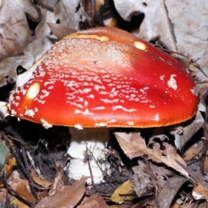 Amanita muscaria at Acton, ACT - 19 Jun 2022