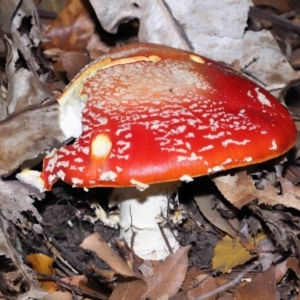 Amanita muscaria at Acton, ACT - 19 Jun 2022