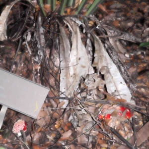 Amanita muscaria at Acton, ACT - 19 Jun 2022