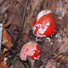 Amanita muscaria at Acton, ACT - 19 Jun 2022