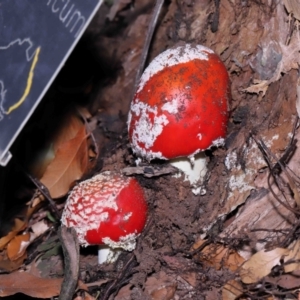 Amanita muscaria at Acton, ACT - 19 Jun 2022