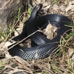 Pseudechis porphyriacus (Red-bellied Black Snake) at Glenroy, NSW - 19 Jun 2022 by DamianMichael