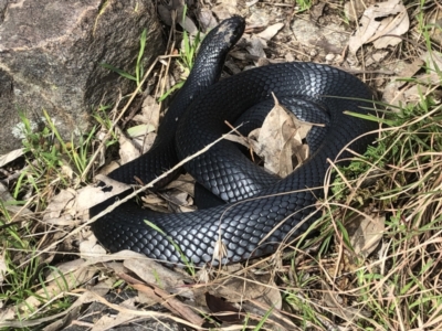 Pseudechis porphyriacus (Red-bellied Black Snake) at Glenroy, NSW - 19 Jun 2022 by DamianMichael
