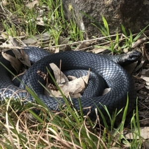 Pseudechis porphyriacus at Glenroy, NSW - 19 Jun 2022 01:45 PM