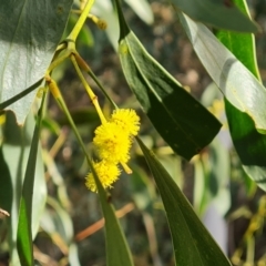 Acacia pycnantha (Golden Wattle) at Farrer, ACT - 19 Jun 2022 by Mike