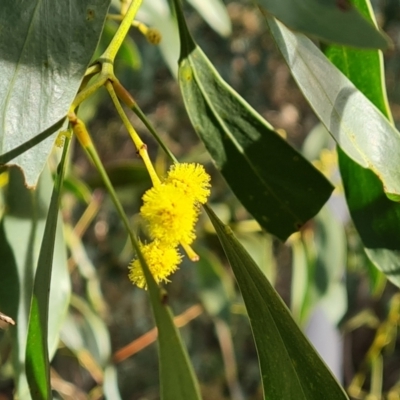 Acacia pycnantha (Golden Wattle) at Farrer, ACT - 19 Jun 2022 by Mike