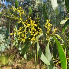 Acacia pycnantha at Farrer, ACT - 19 Jun 2022