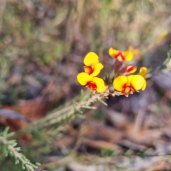 Dillwynia sericea (Egg And Bacon Peas) at Farrer, ACT - 19 Jun 2022 by Mike