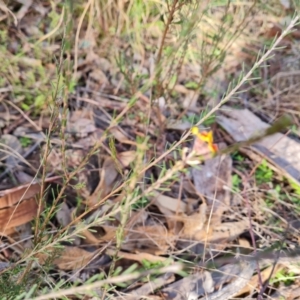 Dillwynia sericea at Farrer, ACT - 19 Jun 2022