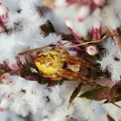 Salsa fuliginata (Sooty Orb-weaver) at Farrer Ridge - 19 Jun 2022 by Mike