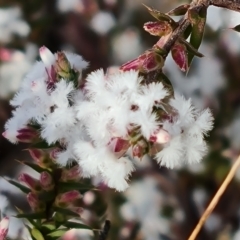Styphelia attenuata (Small-leaved Beard Heath) at Fadden, ACT - 19 Jun 2022 by Mike