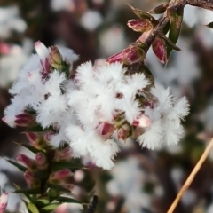 Leucopogon attenuatus (Small-leaved Beard Heath) at Farrer Ridge - 19 Jun 2022 by Mike