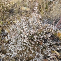 Styphelia attenuata at Fadden, ACT - 19 Jun 2022