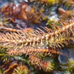 Myriophyllum crispatum (Water Millfoil) at Wanniassa, ACT - 19 Jun 2022 by Mike