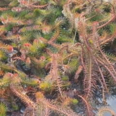 Myriophyllum crispatum at Wanniassa, ACT - 19 Jun 2022