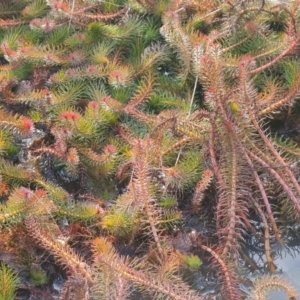 Myriophyllum crispatum at Wanniassa, ACT - 19 Jun 2022