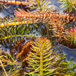 Myriophyllum crispatum at Wanniassa, ACT - 19 Jun 2022