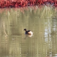 Tachybaptus novaehollandiae (Australasian Grebe) at Farrer Ridge - 19 Jun 2022 by Mike