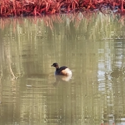 Tachybaptus novaehollandiae (Australasian Grebe) at Wanniassa, ACT - 19 Jun 2022 by Mike