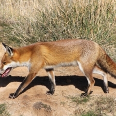Vulpes vulpes (Red Fox) at QPRC LGA - 19 Jun 2022 by Milobear