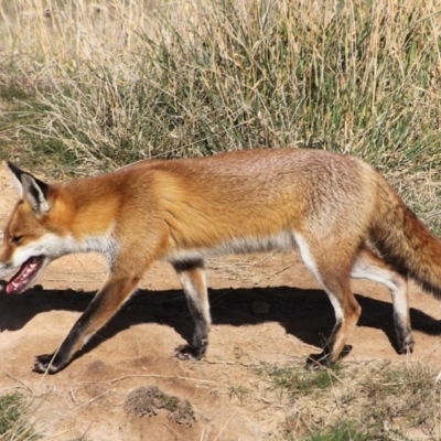 Vulpes vulgaris, Print, Vulpes is a genus of the Canidae. The