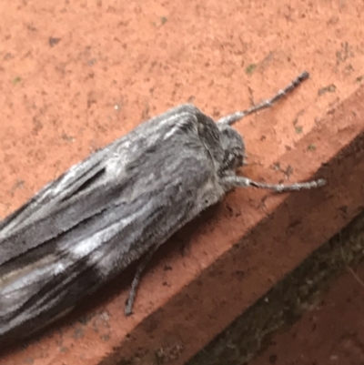 Capusa cuculloides (White-winged Wedge-moth) at Garran, ACT - 18 Jun 2022 by Tapirlord