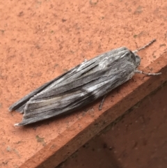 Capusa cuculloides at Garran, ACT - 19 Jun 2022