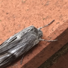 Capusa cuculloides at Garran, ACT - suppressed