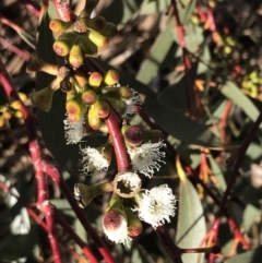 Eucalyptus pauciflora subsp. pauciflora (White Sally, Snow Gum) at Red Hill to Yarralumla Creek - 18 Jun 2022 by Tapirlord