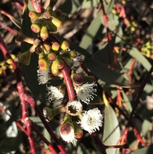 Eucalyptus pauciflora subsp. pauciflora at Hughes, ACT - 18 Jun 2022