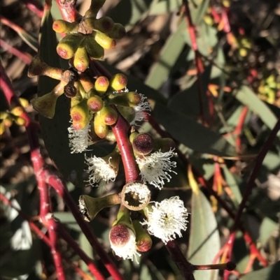 Eucalyptus pauciflora subsp. pauciflora (White Sally, Snow Gum) at Hughes Grassy Woodland - 18 Jun 2022 by Tapirlord