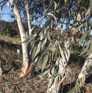Eucalyptus pauciflora subsp. pauciflora at Hughes, ACT - 18 Jun 2022