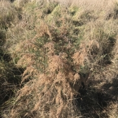 Cassinia sifton (Sifton Bush, Chinese Shrub) at Hughes Grassy Woodland - 18 Jun 2022 by Tapirlord