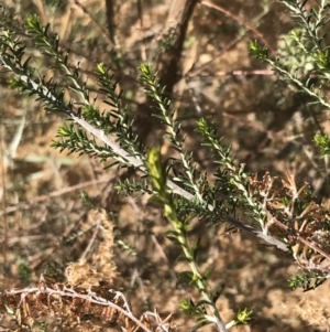 Cassinia sifton at Hughes, ACT - 18 Jun 2022