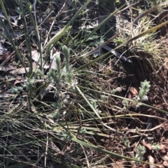 Pimelea curviflora at Red Hill, ACT - 13 Jun 2022