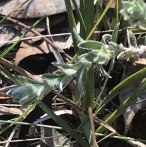 Pimelea curviflora at Red Hill, ACT - 13 Jun 2022