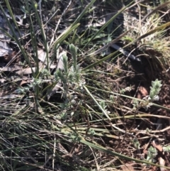 Pimelea curviflora at Red Hill, ACT - 13 Jun 2022