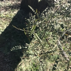Indigofera adesmiifolia at Deakin, ACT - 13 Jun 2022