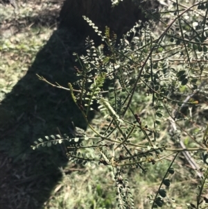 Indigofera adesmiifolia at Deakin, ACT - 13 Jun 2022 01:36 PM