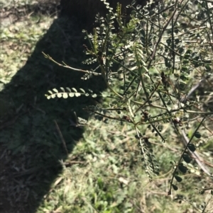 Indigofera adesmiifolia at Deakin, ACT - 13 Jun 2022
