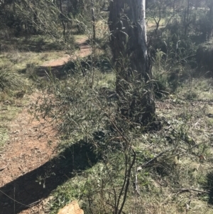 Indigofera adesmiifolia at Deakin, ACT - 13 Jun 2022