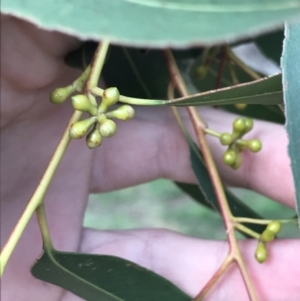 Eucalyptus smithii at Phillip, ACT - 3 Jun 2022 02:35 PM