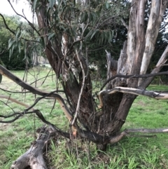 Eucalyptus smithii at Phillip, ACT - 3 Jun 2022