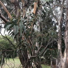 Eucalyptus smithii at Phillip, ACT - 3 Jun 2022 02:35 PM