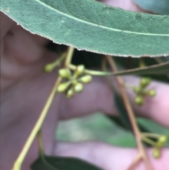 Eucalyptus smithii at Phillip, ACT - 3 Jun 2022 02:35 PM