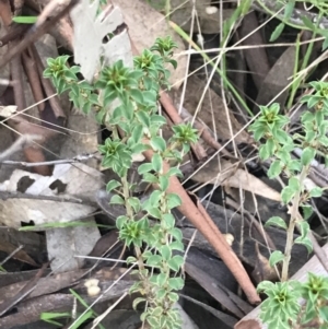 Pultenaea procumbens at Garran, ACT - 22 May 2022